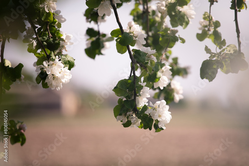 kwiaty jabłoń  © Sieku Photo