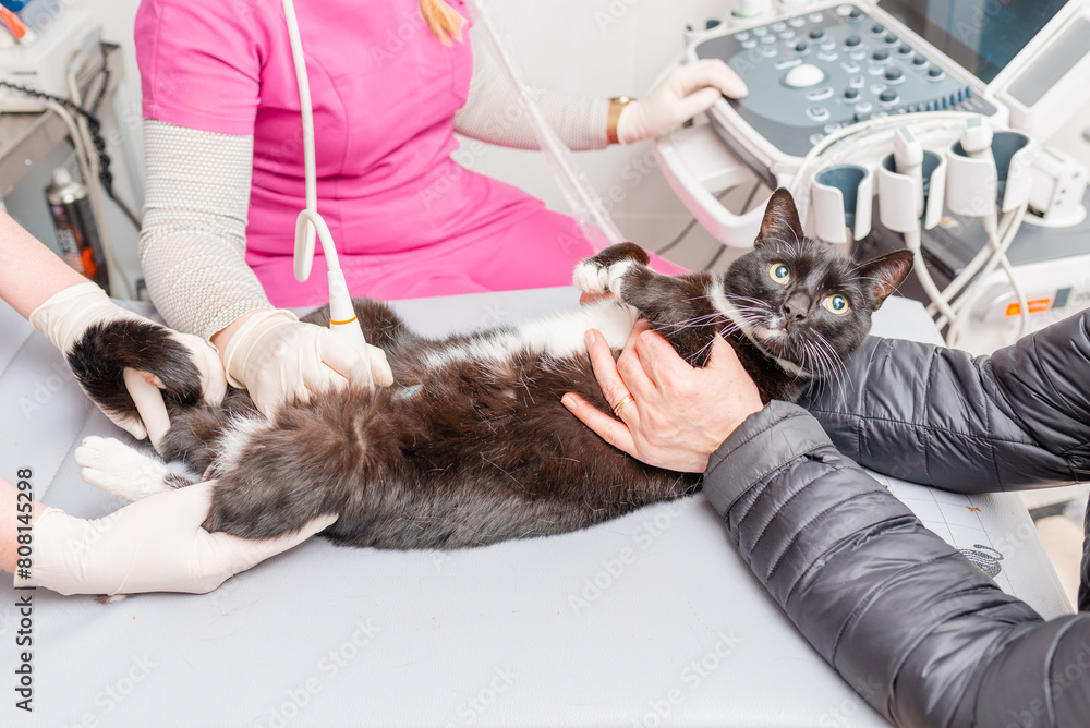 A Cat having ultrasound scan in veterinary hospital. A Cat having ultrasound scan in veterinary hospital.
