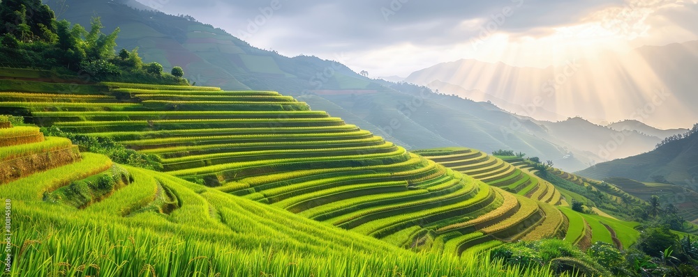 Fototapeta premium A Lush green rice terrace field, natural concept.