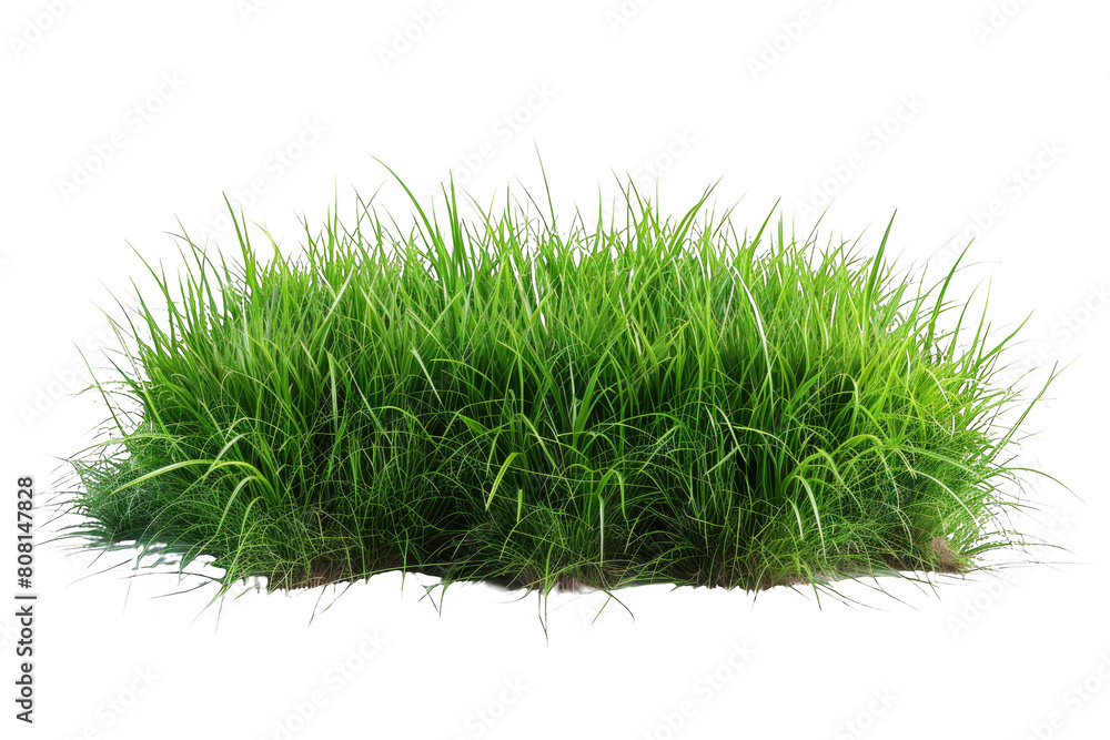 illustration of a lush green field with tall grass under the open sky illustration of a lush green field with tall grass under the open sky