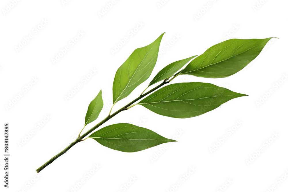 A branch with green leaves A branch with green leaves