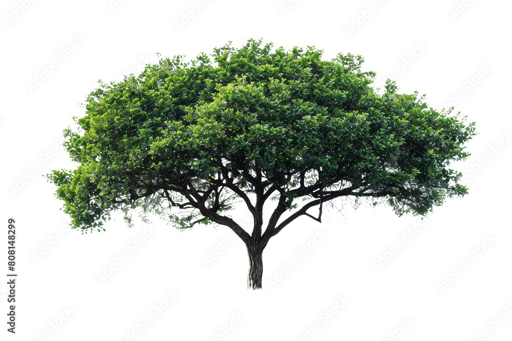 A variety of high-quality images of trees, set against a clean white backdrop. A variety of high-quality images of trees, set against a clean white backdrop.