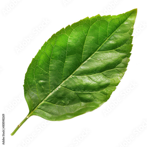 Stock images of white leaves on a plain background.