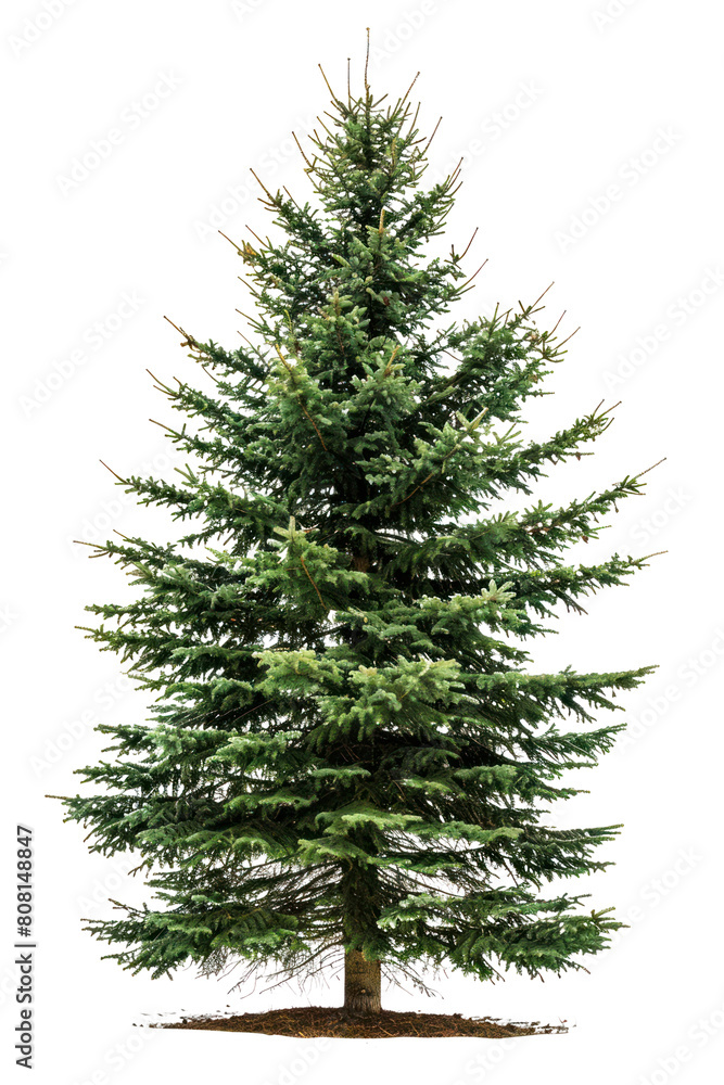 Fototapeta premium PNG A photo of balsam fir tree conifer plant abies.