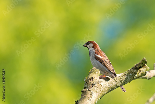 house sparrow