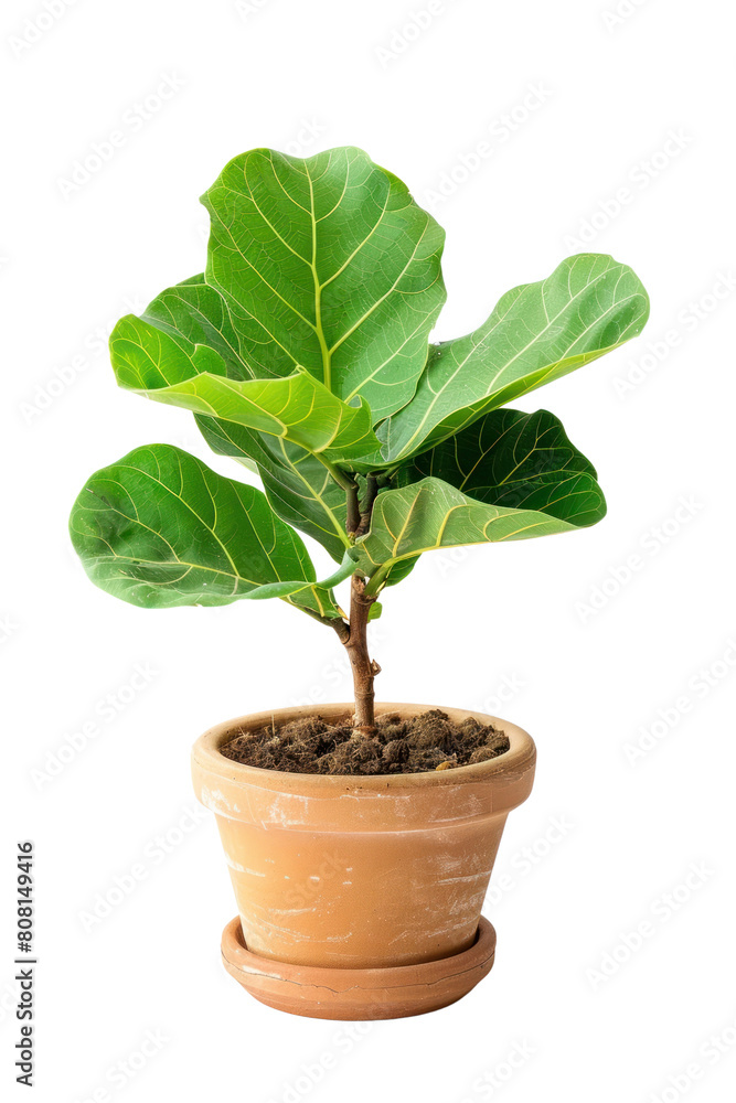 PNG Fiddle leaf fig in biscuit ceramic pot cookware plant tree. PNG Fiddle leaf fig in biscuit ceramic pot cookware plant tree.
