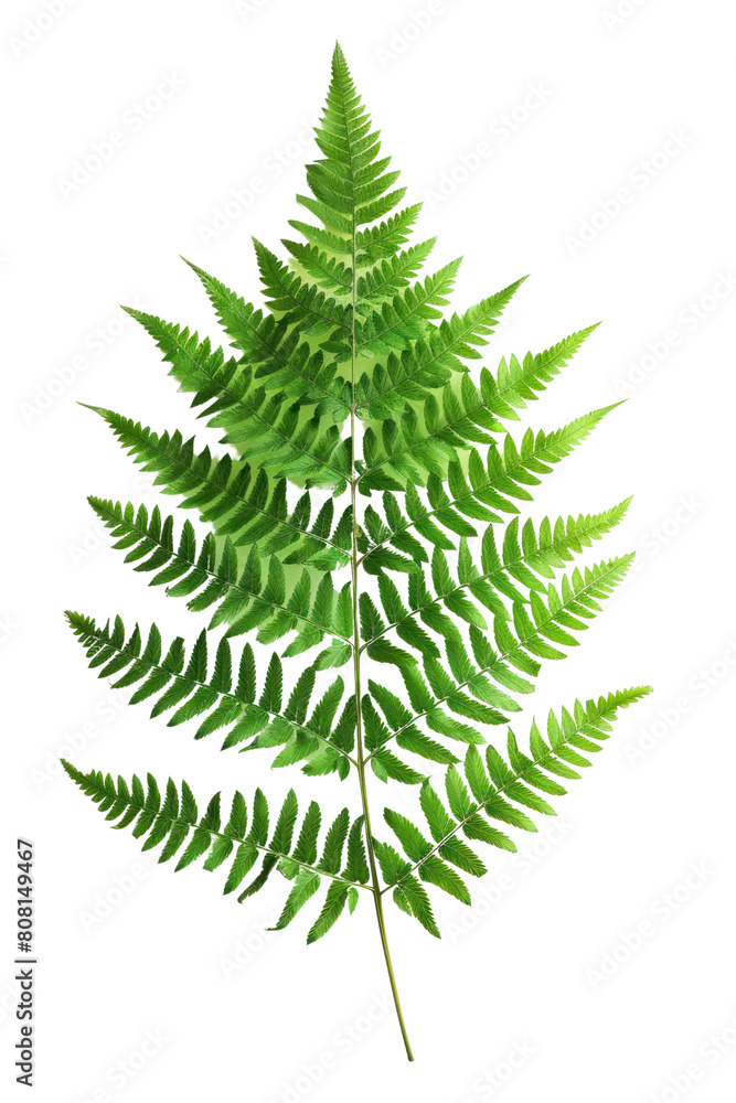 PNG A photo of fern leaf plant. PNG A photo of fern leaf plant.
