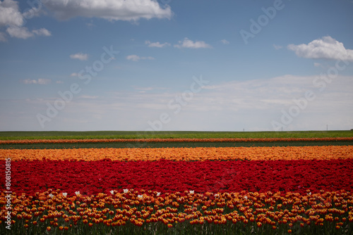 tulipany © Sieku Photo