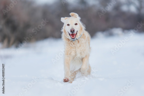 golden retriever dog in the snow. dog in winter 