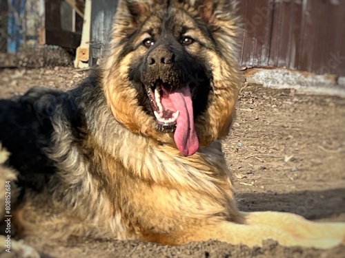 cheerful playful young german shepherd in an enclosure sticking out his tongue