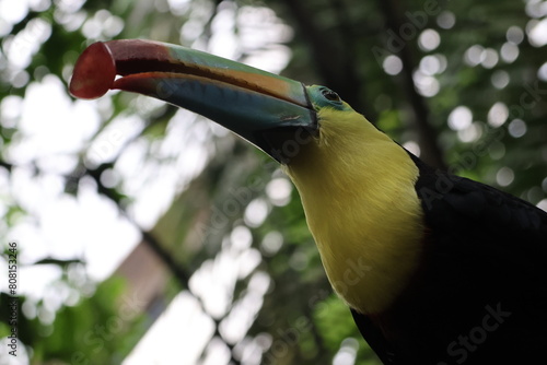 Toucan
