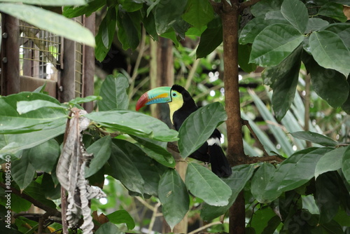 Toucan 