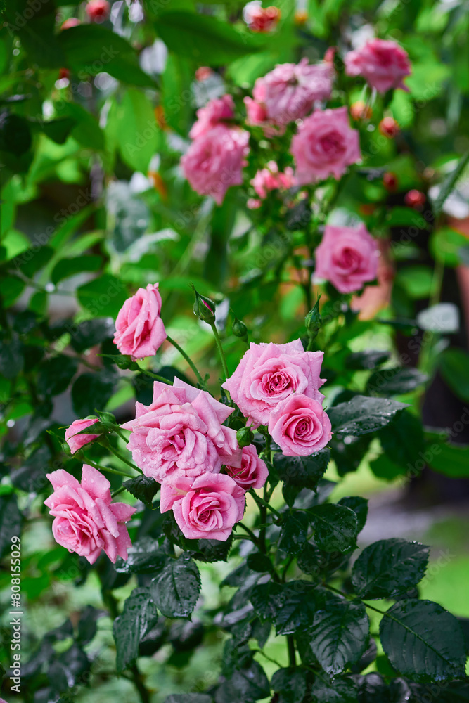 Sugar Baby rose bush on a summer day Sugar Baby rose bush on a summer day