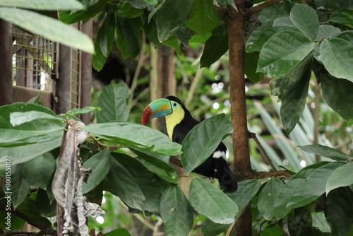 Toucan