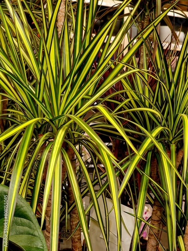 green leaves of exotic plants as background