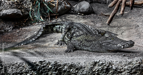 Nile crocodile on the ground in its enclosure. Latin name - Crocodylus niloticus	 photo