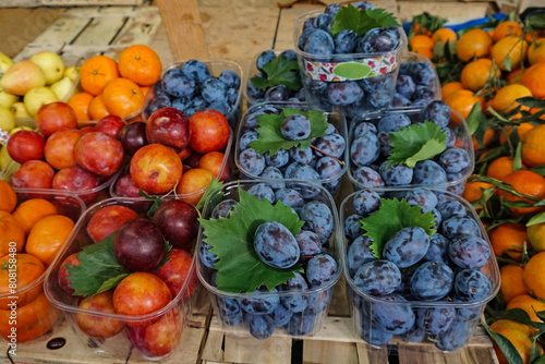 Canvas Print Fresh purple Italian prune plums at farmers market, specialty fruit only available briefly in late summer through early fall