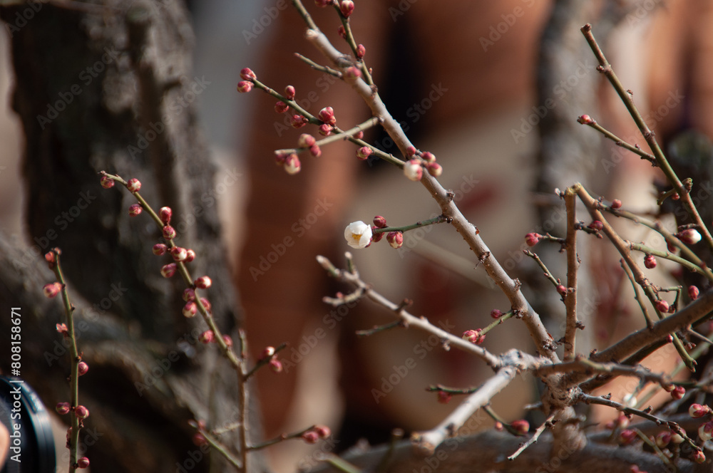 branches of a tree pink cheery blossom