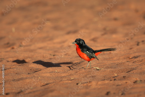 Crimson-breasted shrike looking for bugs in red Kalahari Desert sand photo