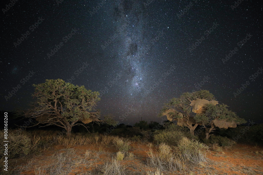 Fototapeta premium Milky Way over an acacia tree with sociable weaver nests in it