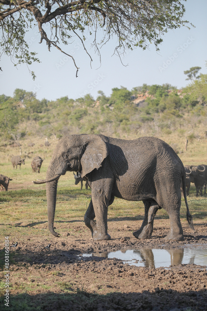Elephant drinking water and cooling off at a dam Elephant drinking water and cooling off at a dam