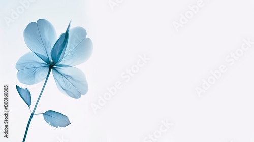 Minimalist blue floral background  single flower  in the style of xray. wedding or condolence card or banner  large copy space for text  