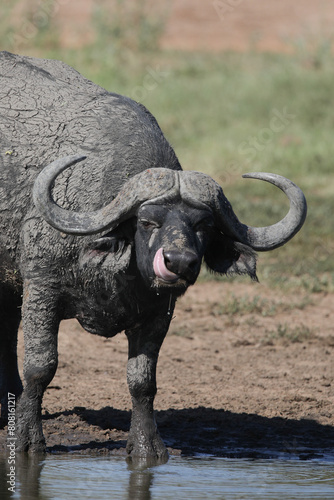 Old large buffalo bull on safari