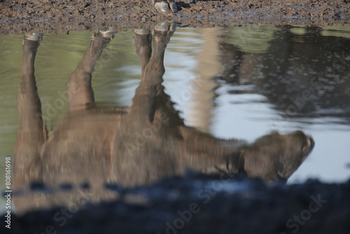 Buffalo walking past a quiet dam with reflection