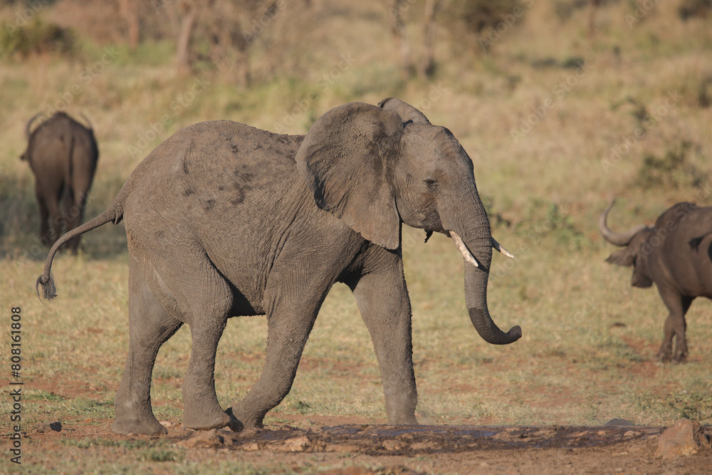 Fototapeta premium African elephant walking through the bush while looking for food