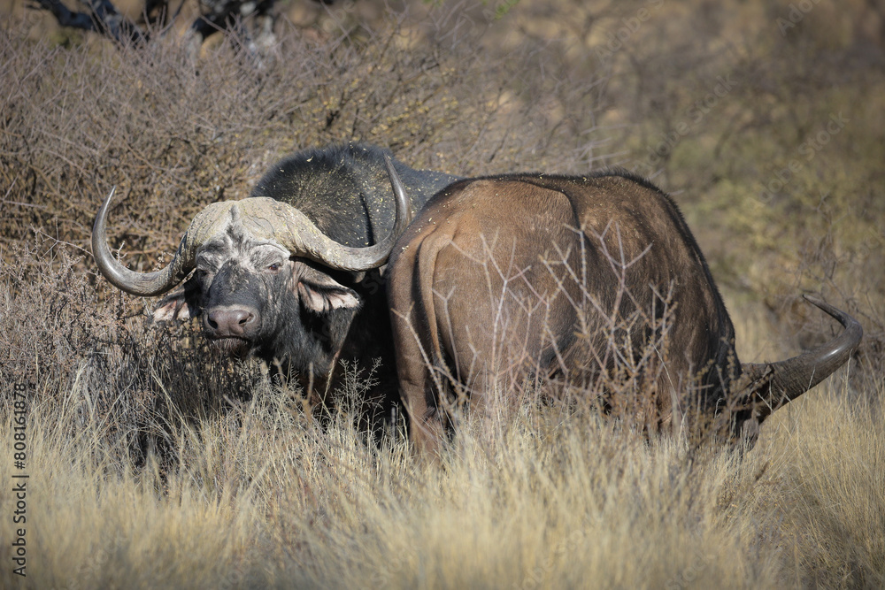 Old large buffalo bull on safari Old large buffalo bull on safari