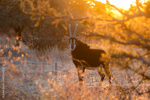 Sable antelope bull standing in the bush at sunrise photo