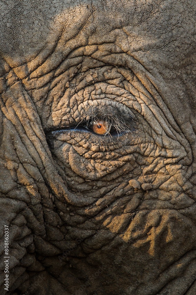 Close-up of an elephant eye catching sunlight Close-up of an elephant eye catching sunlight