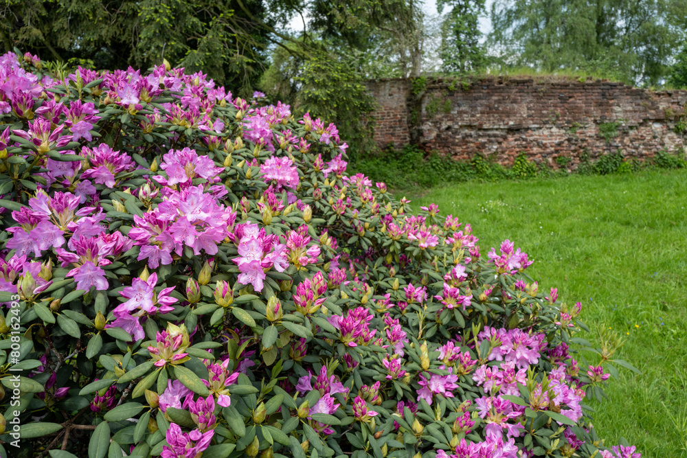 rhododendron with purple flowers on a brick wall background rhododendron with purple flowers on a brick wall background