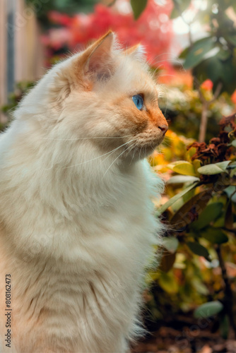 Birman cat sitting among autumn colors in the garden