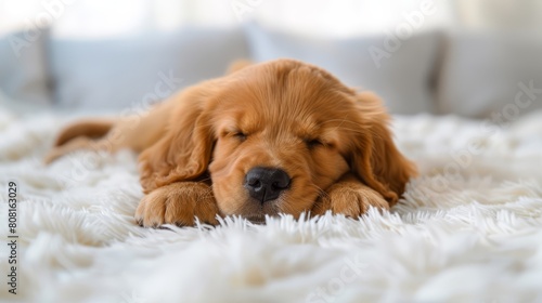  A tight shot of a dog reclining on a rug, its head atop a couch pillow