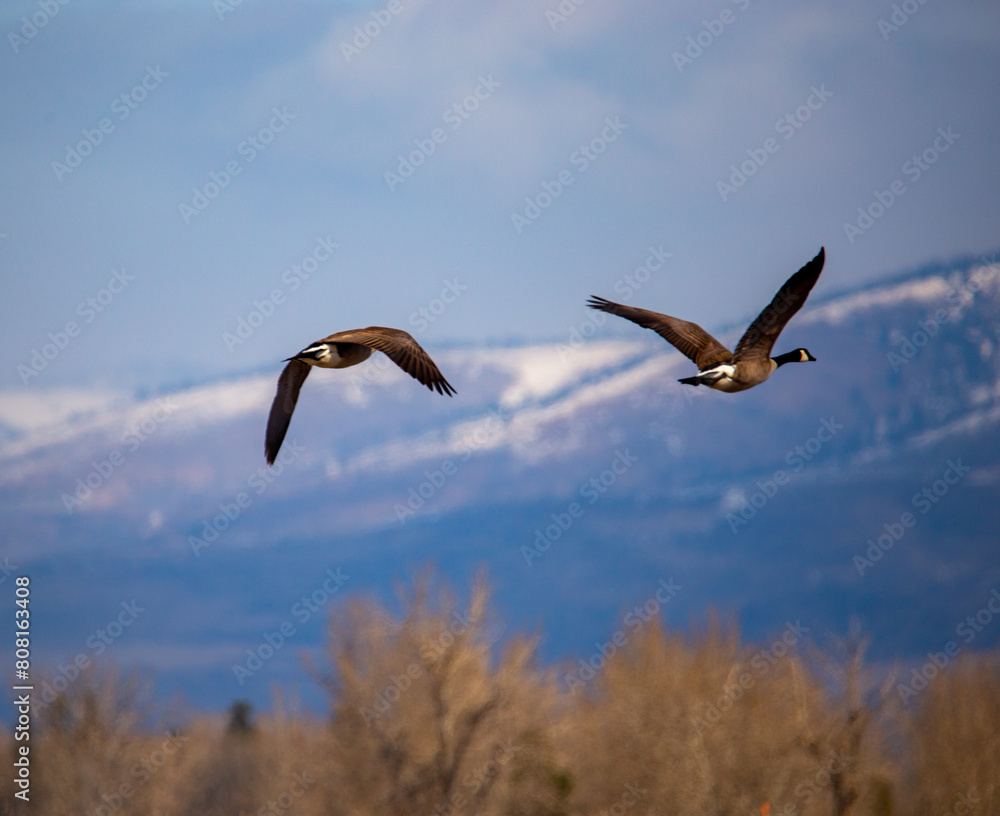 Obraz premium Geese in flight