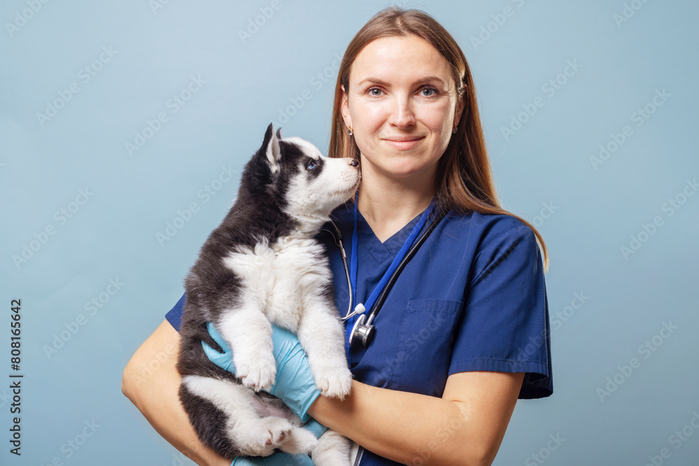 Veterinarian Holding Husky Puppy on Blue Background