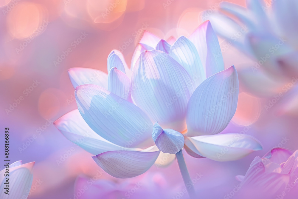 Delicate lotus flower blooms against a soft, glowing bokeh background, conveying a sense of peace and ethereal beauty