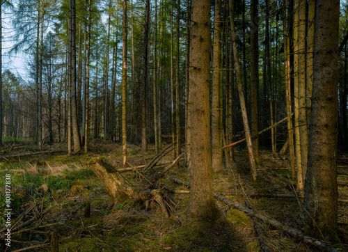 Natur und Wald  Forst Moos  Fichten  Zapfen