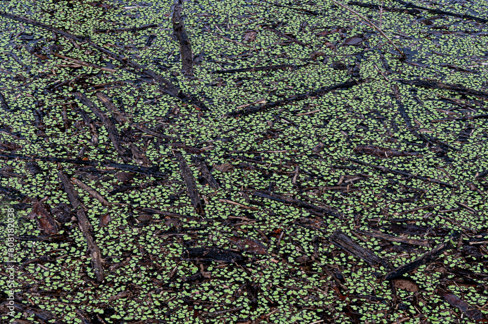 712-41 Duckweed Patterns