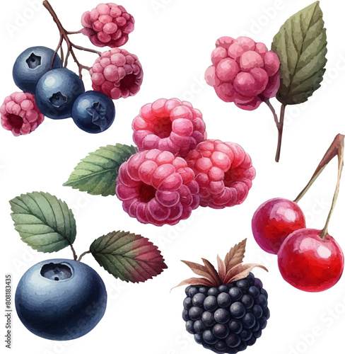 set with watercolor berries in vector. Cherry, raspberry, blueberry, blackberry