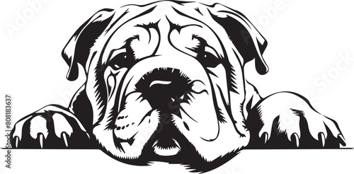Fotografie black and white illustration of a shar pei dog