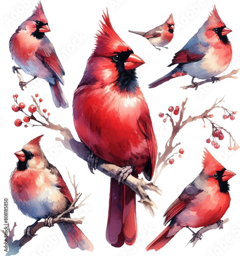 Fotografie set with red cardinal birds in watercolor style in vector