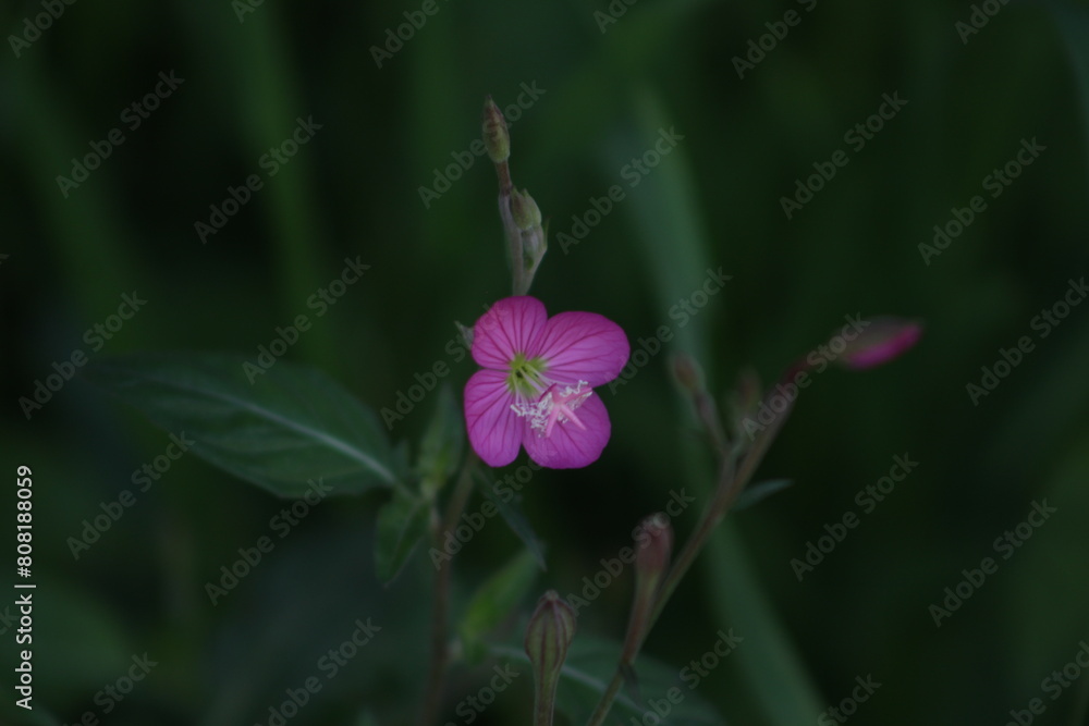 Flor rosa Flor rosa