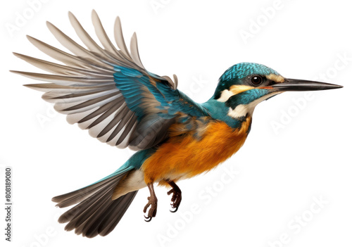 PNG Animal flying bird beak.