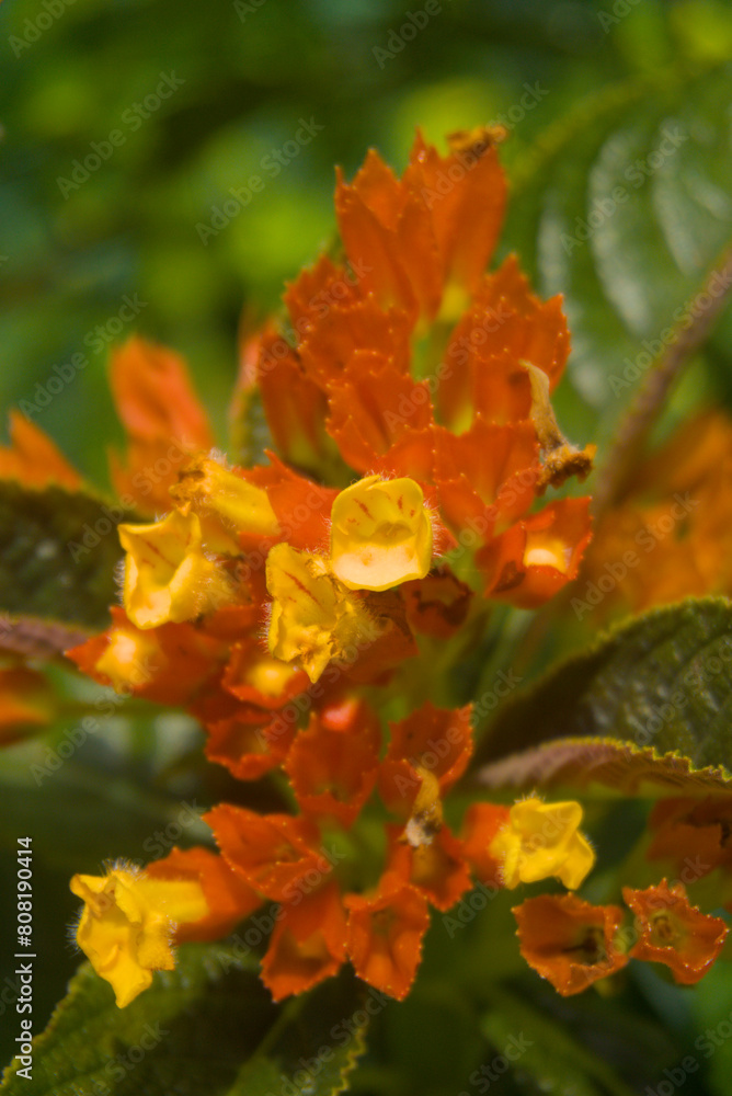 a beautiful flower wallpaper
a beautiful flower wallpaper