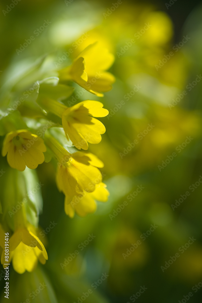 Yellow Primula veris flowers in the garden Yellow Primula veris flowers in the garden