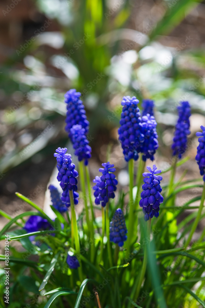 Muscari armeniacum, Cantab flower or Grape hyacinth Cantab Muscari armeniacum, Cantab flower or Grape hyacinth Cantab