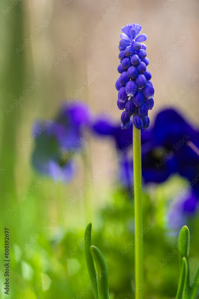 Muscari armeniacum, Cantab flower or Grape hyacinth Cantab Muscari armeniacum, Cantab flower or Grape hyacinth Cantab