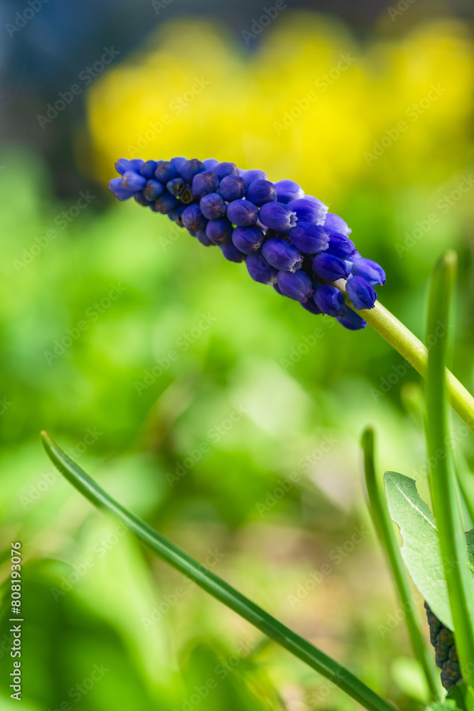 Muscari armeniacum, Cantab flower or Grape hyacinth Cantab Muscari armeniacum, Cantab flower or Grape hyacinth Cantab